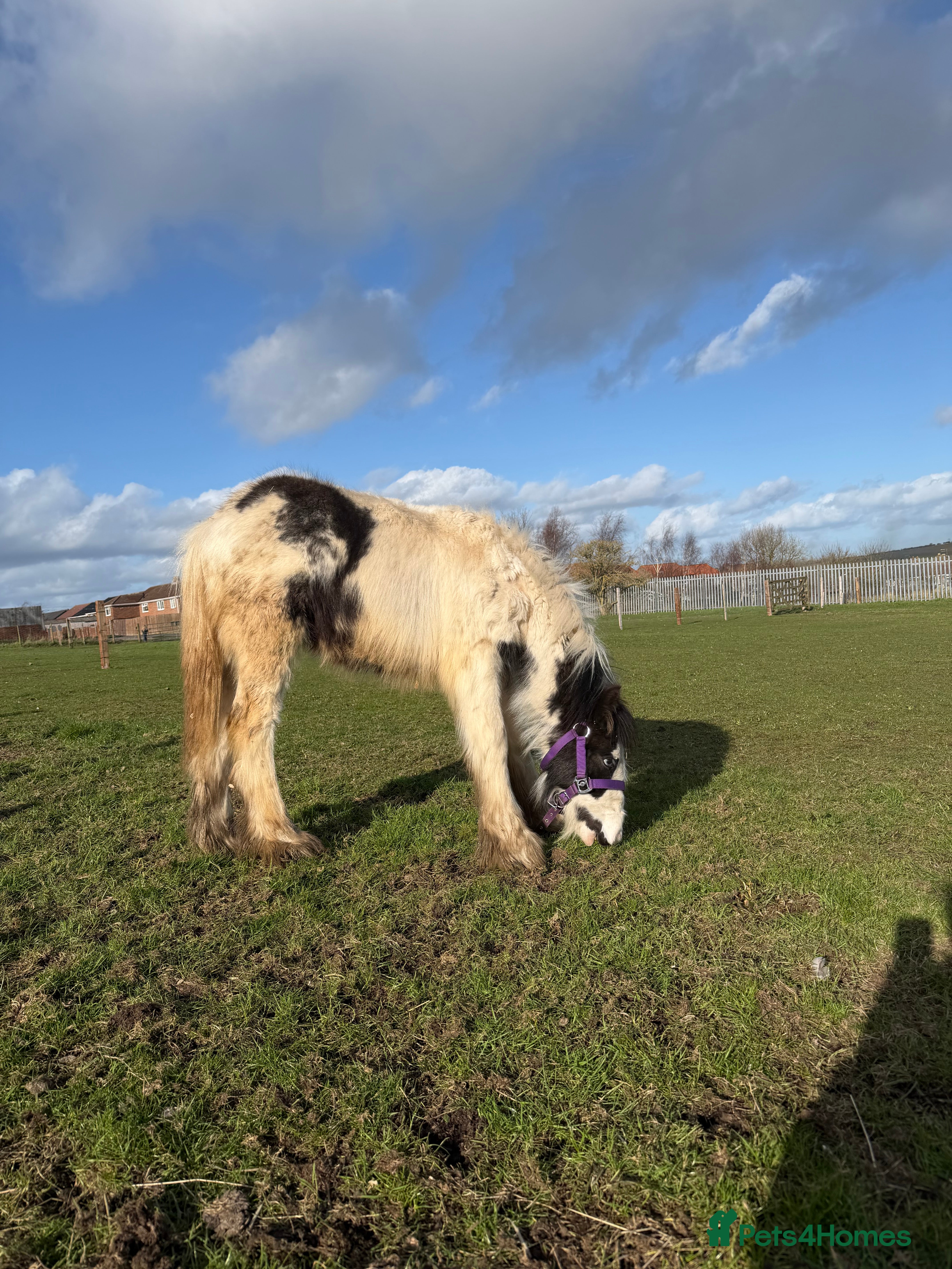 Irish Cob horses Mr Lover - Advert 5