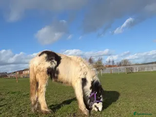 Irish Cob horses Mr Lover - Advert 5