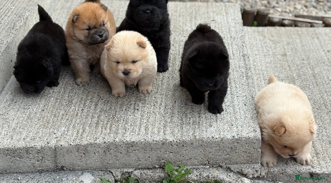 Chow Chow dogs for sale: KC REG CHOW CHOW PUPPIES - Image 2