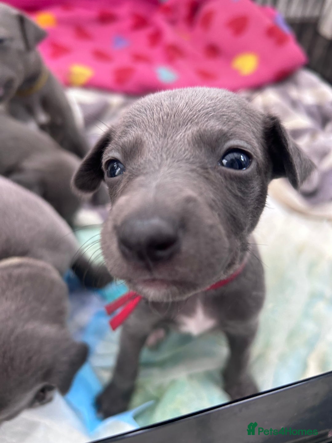Whippet dogs for sale: Very beautiful whippets puppies  - Image 6