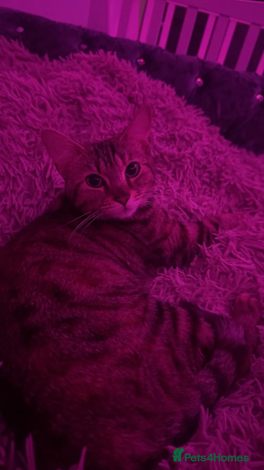Mixed Breed cats for sale: 3 Bengal X kittens  - Advert 1