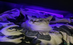 Scottish Fold cats for sale: Scottish Straight Male - Image 2