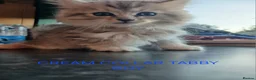 Ragdoll cats for sale: Rare Pattern Ragdoll-Super cudly teddybear kittens - Advert 36