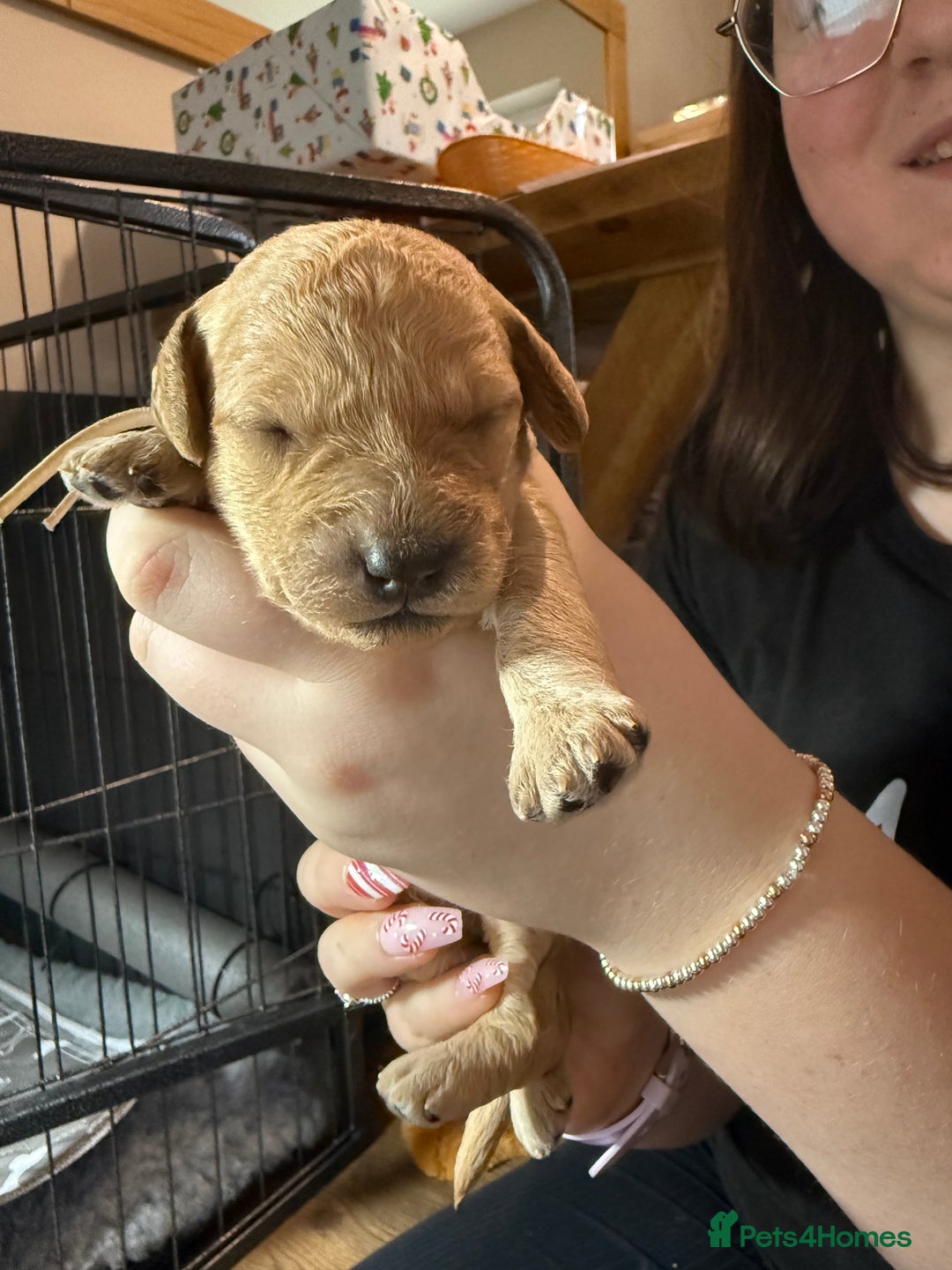 Labradoodle dogs for sale: Beautiful labradoodles  - Advert 22