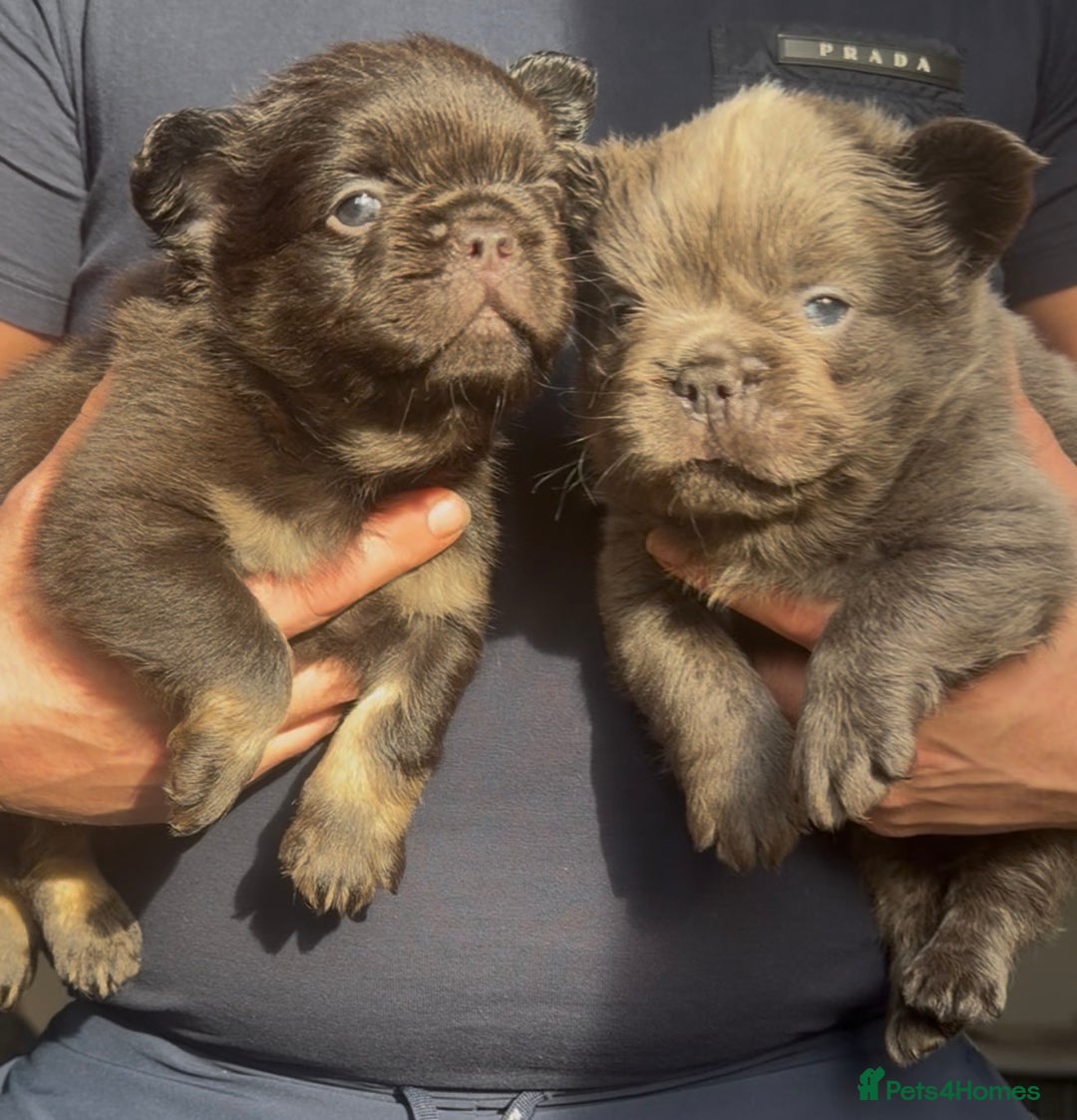 French Bulldog dogs for sale: Fluffy French Bulldog - Advert 7