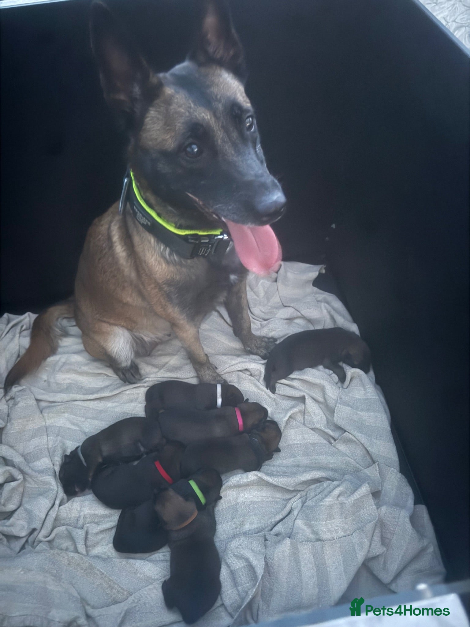 Belgian Shepherd Dog dogs for sale: Working Mali pups  - Advert 1