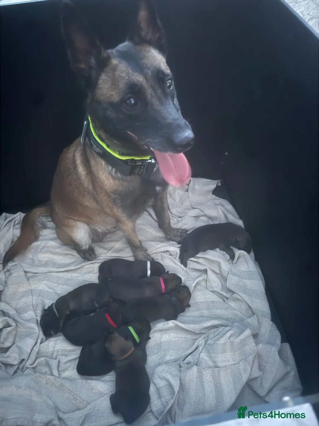 Belgian Shepherd Dog dogs for sale: Working Mali pups  in Crewe - Advert 1