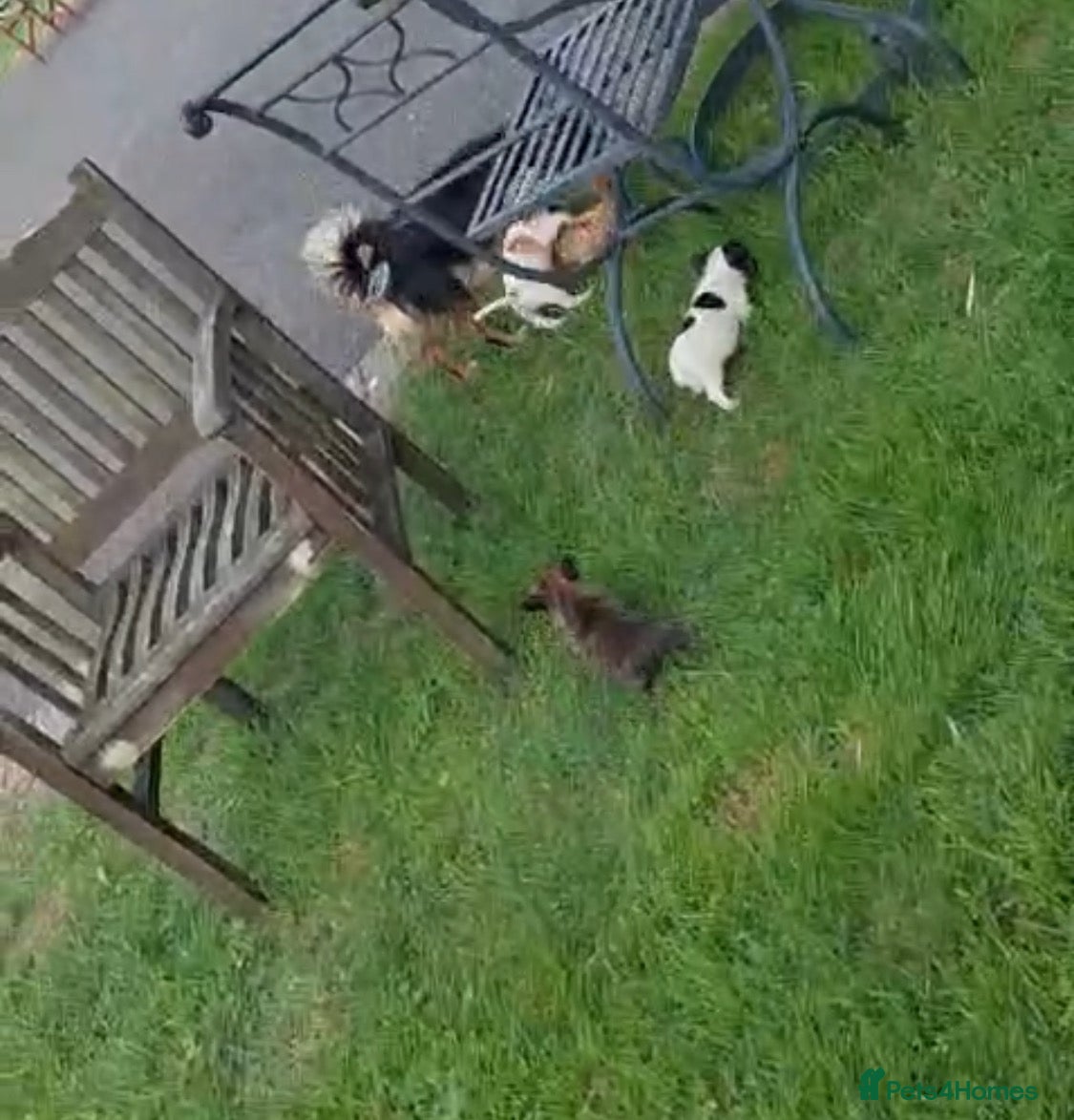 Mixed Breed dogs ADORABLE chihuahua x Boston terrier  - Advert 2