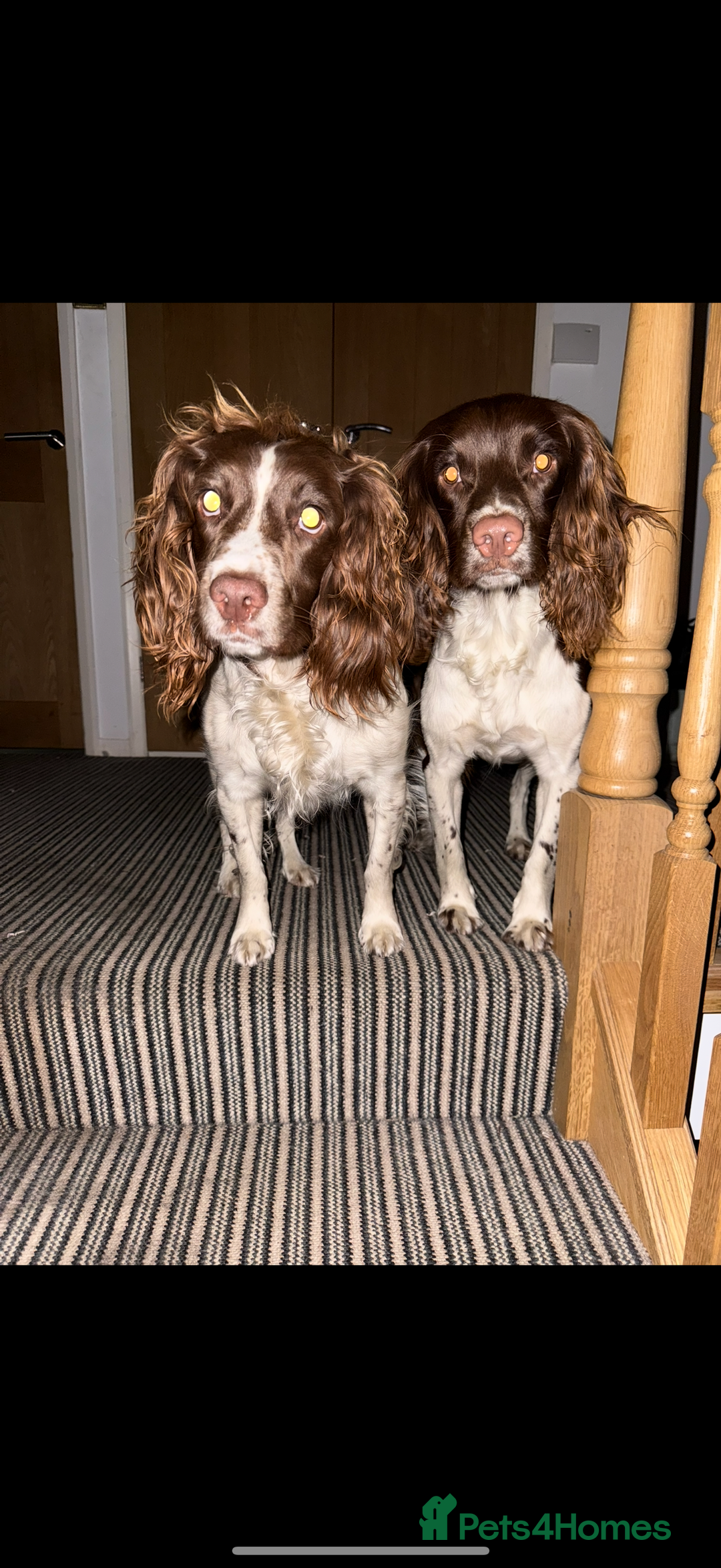 English Springer Spaniel dogs for sale: ENGLISH SPRINGER SPANIEL - Image 15