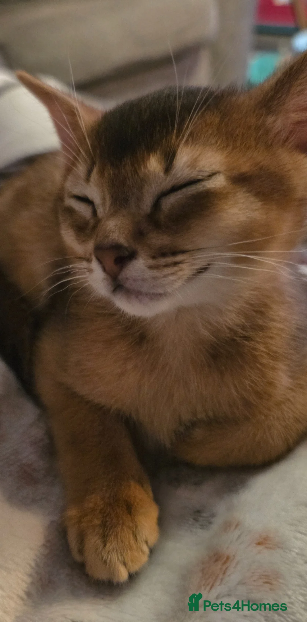 Abyssinian cats for sale: Abyssinian male Kitten for Sale in Tayport - Advert 2