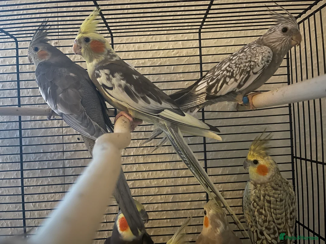 Cockatiels birds for sale: Baby cockatiel birds - Advert 9