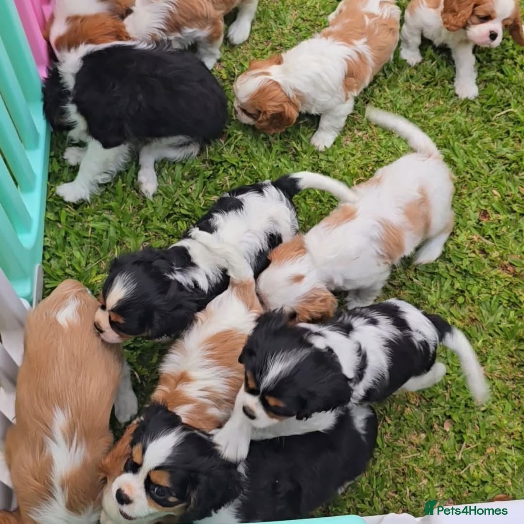 Cavalier King Charles Spaniel dogs Cavalier King Charles Spaniel Puppies Available - Advert 1