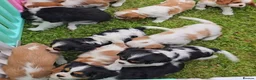 Cavalier King Charles Spaniel dogs for sale: Cavalier King Charles Spaniel Puppies Available - Advert 1