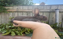 Mini Lop rabbits for sale: PUREBRED MINI LOP & MINI REX BABIES - Image 9