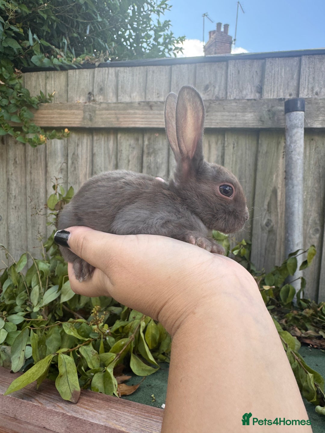 Mini Lop rabbits for sale: PUREBRED MINI LOP & MINI REX BABIES - Image 9
