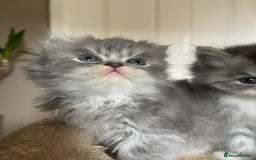 Persian cats for sale: Beautiful fluffy kittens very affectionate  - Image 15