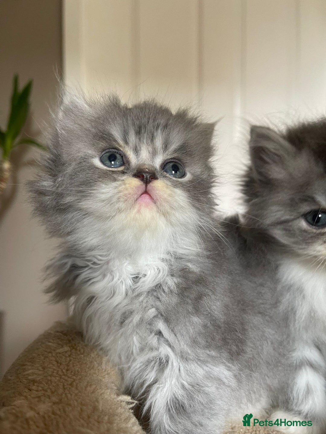 Persian cats for sale: Beautiful fluffy kittens very affectionate  - Image 15