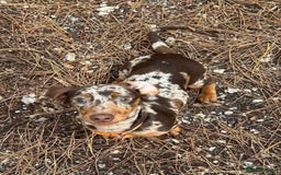 Mixed Breed dogs for sale: Re homing my dogs - Image 6