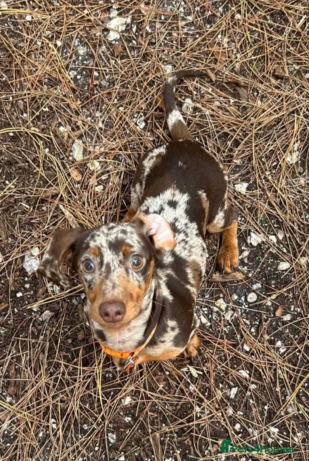 Mixed Breed dogs for sale: Re homing my dogs - Image 6