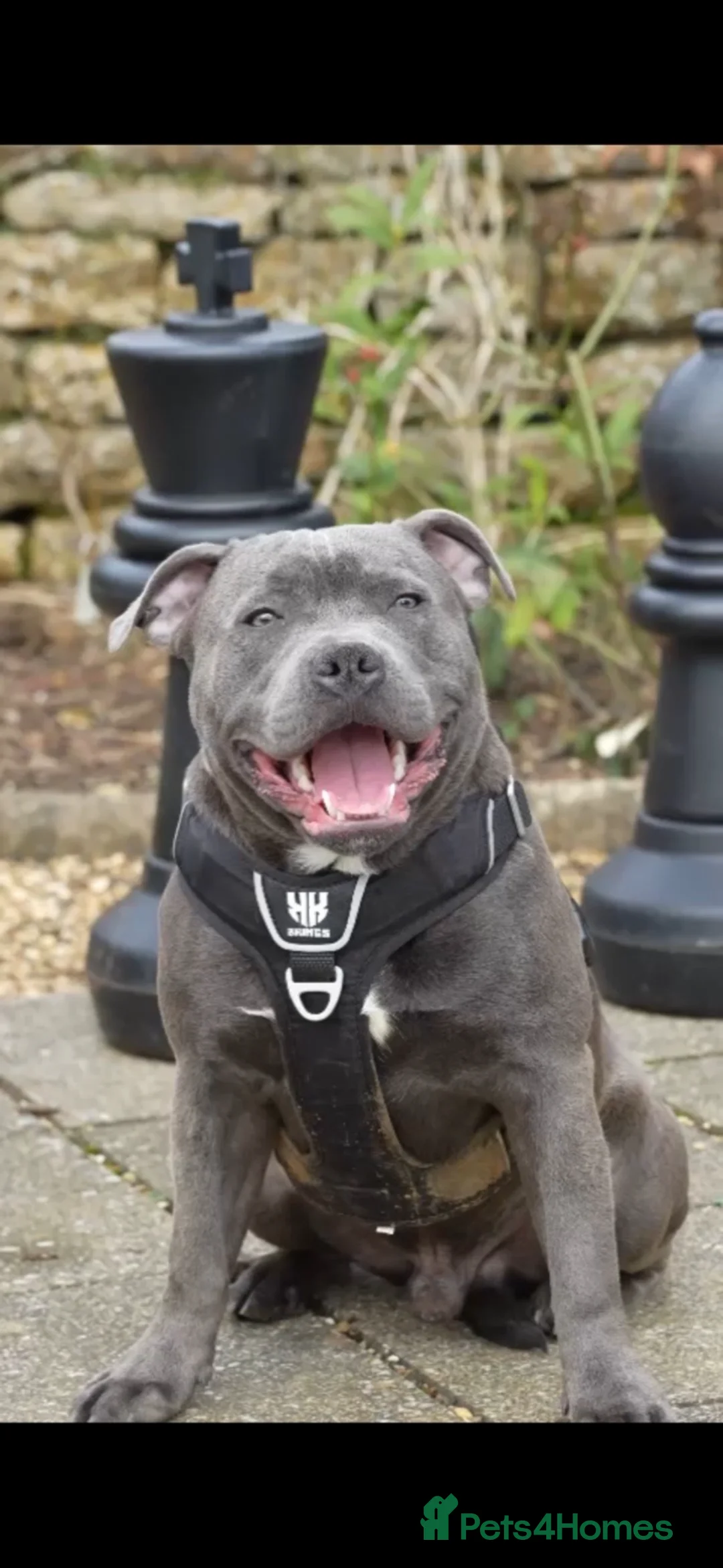 Staffordshire Bull Terrier dogs for sale: Staffordshire bull terrier  - Advert 22