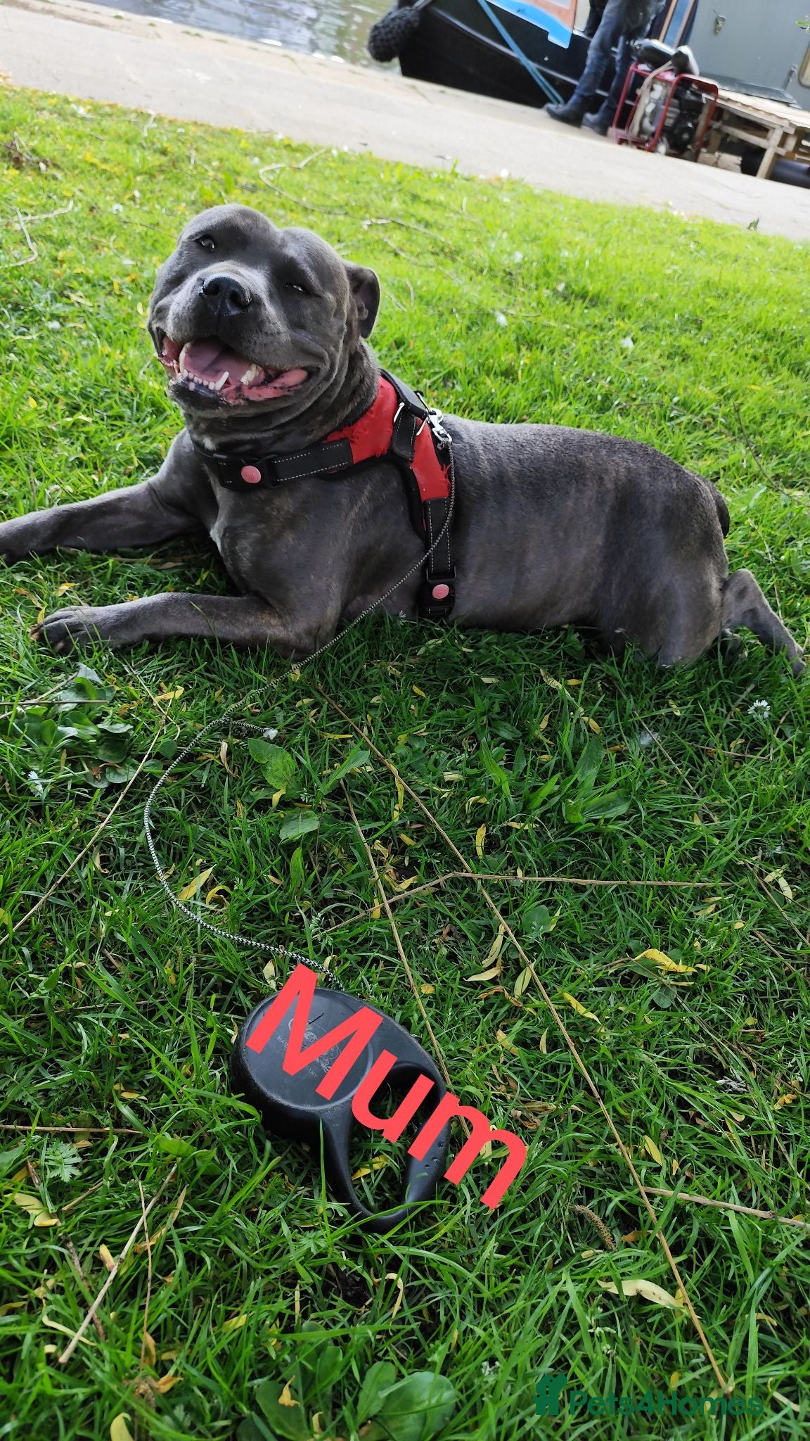 Staffordshire Bull Terrier dogs Staffordshire bull terrier  - Advert 7