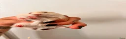 Hamster rodents for sale: Baby syrian hamsters  - Advert 7