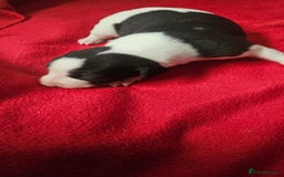 Whippet dogs for sale: KC HEART AND HEALTH TESTED WHIPPETS - Image 9
