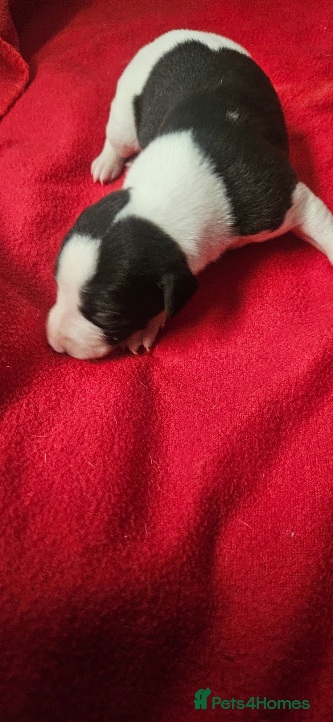 Whippet dogs for sale: KC HEART AND HEALTH TESTED WHIPPETS - Image 9