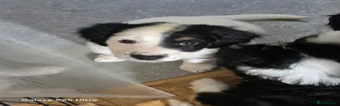 Mixed Breed Puppy 1