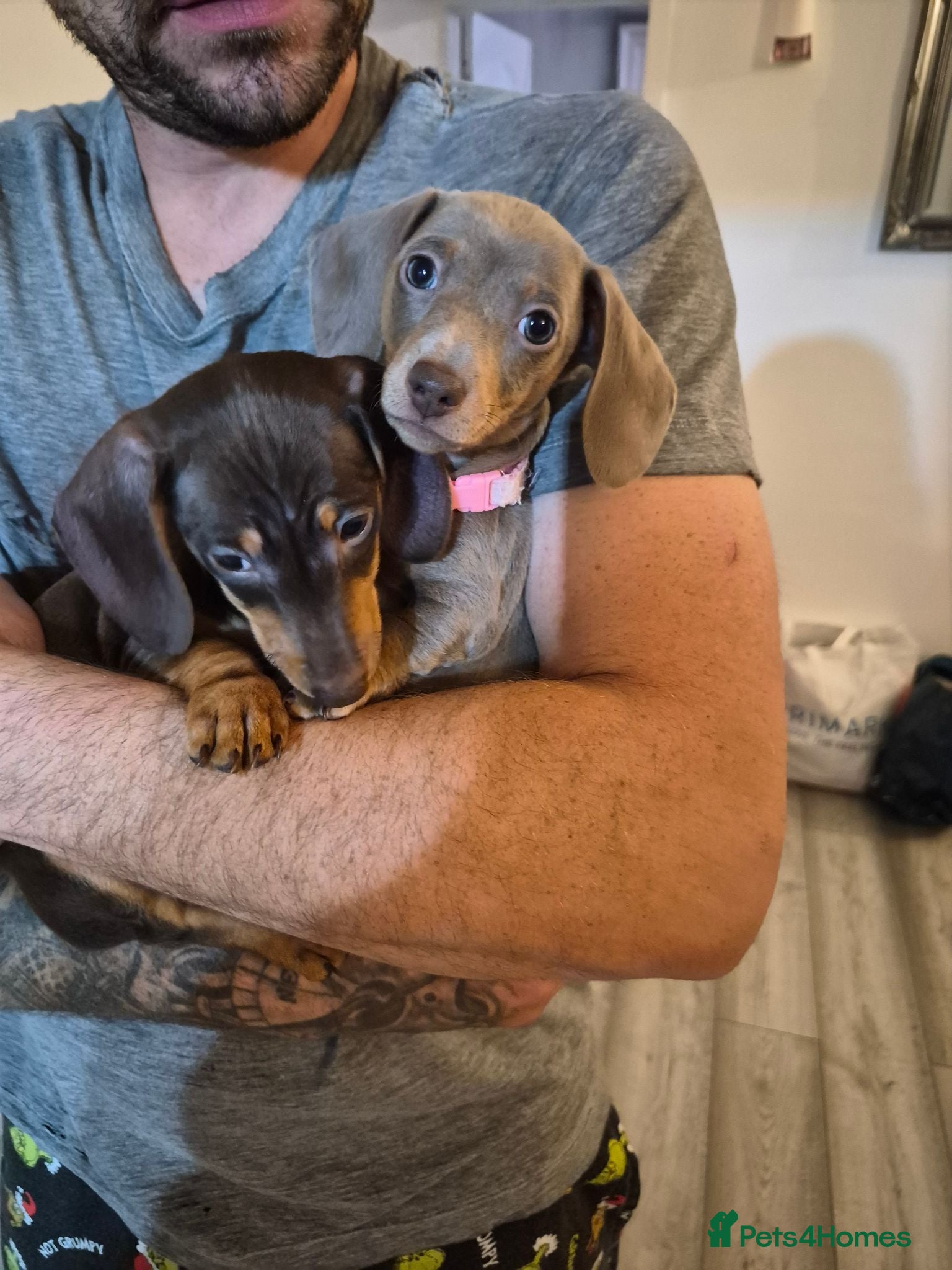 Miniature Dachshund dogs *last 2 girls remaining* Miniature Dachshund 🐾 - Advert 5
