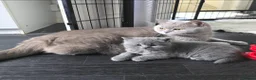 British Shorthair cats for sale: Gorgeous BSH boy - Advert 4