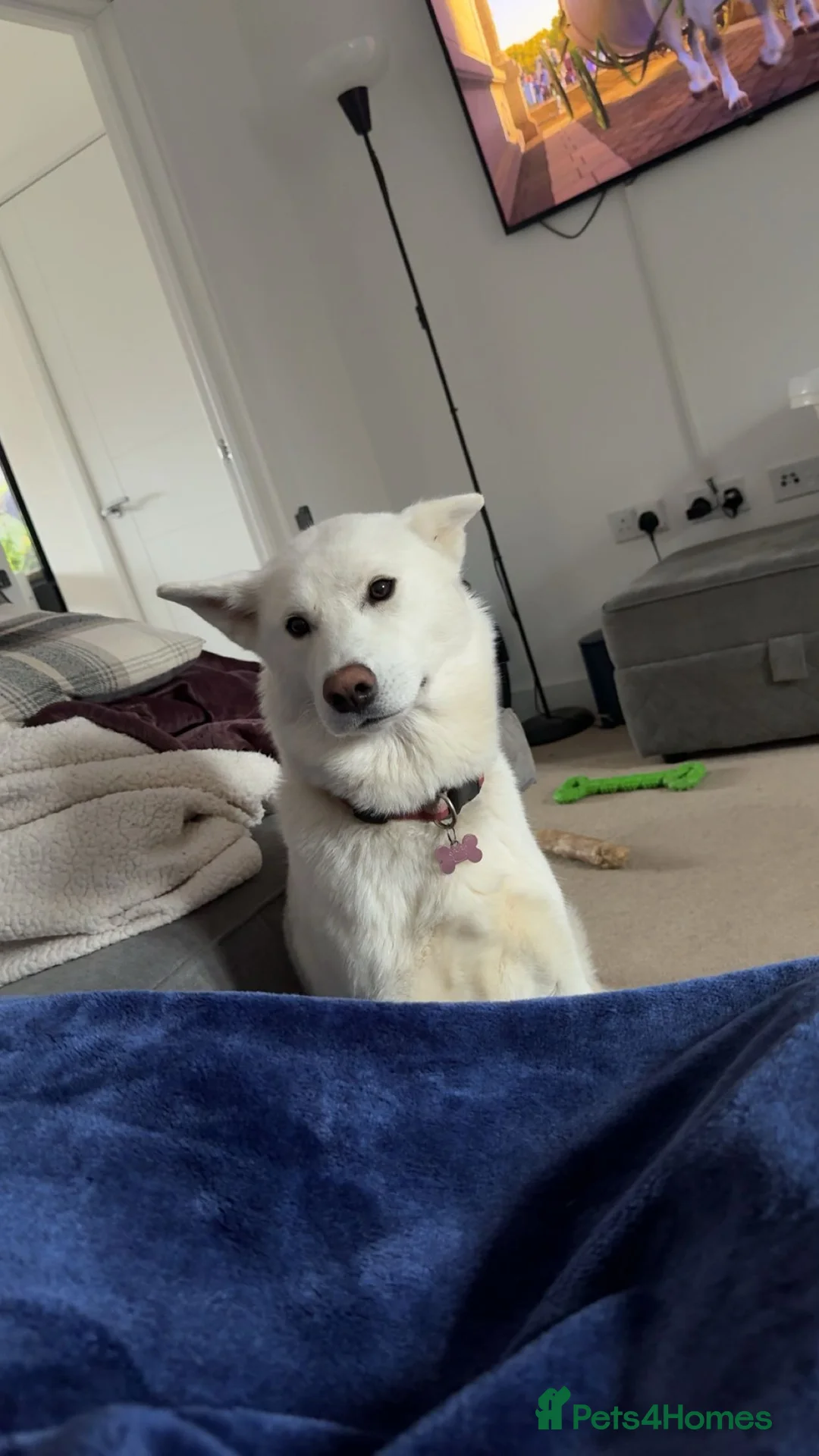 Huskita dogs for sale: Huskita - Advert 1