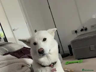 Huskita dogs Huskita for rehome - Advert 3