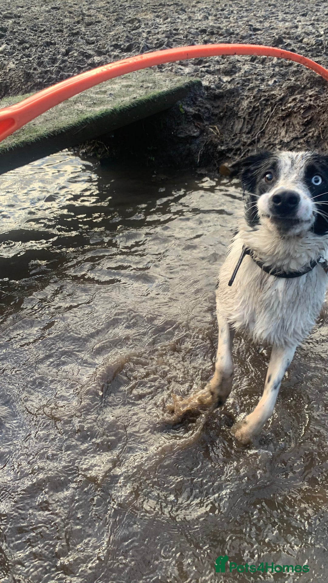 Border Collie dogs for sale: Cooper and Juno - Image 5