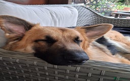 German Shepherd dogs for sale: Stunning long  German Shepherd puppies gsd pups  - Image 20