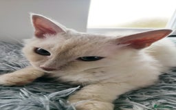 LaPerm cats for sale: Lilac point longhaired curly LaPerm kitten - Image 2