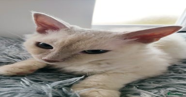LaPerm cats - Advert 7
