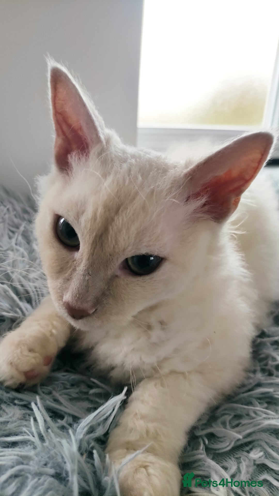LaPerm cats for sale: Lilac point longhaired curly LaPerm kitten - Image 2