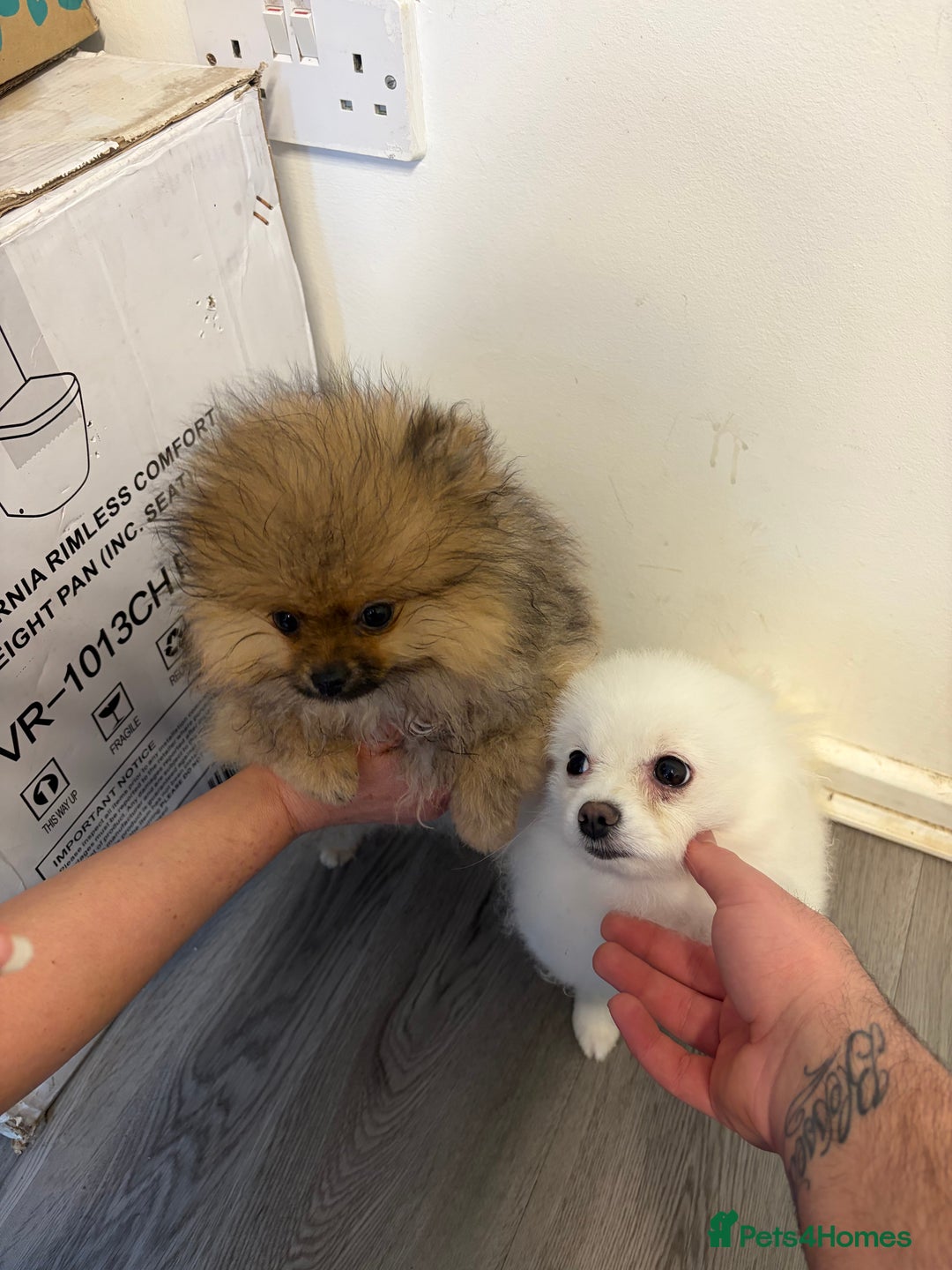 Pomeranian dogs for sale: Beautiful Pomeranian puppy in a unique colour - Advert 4