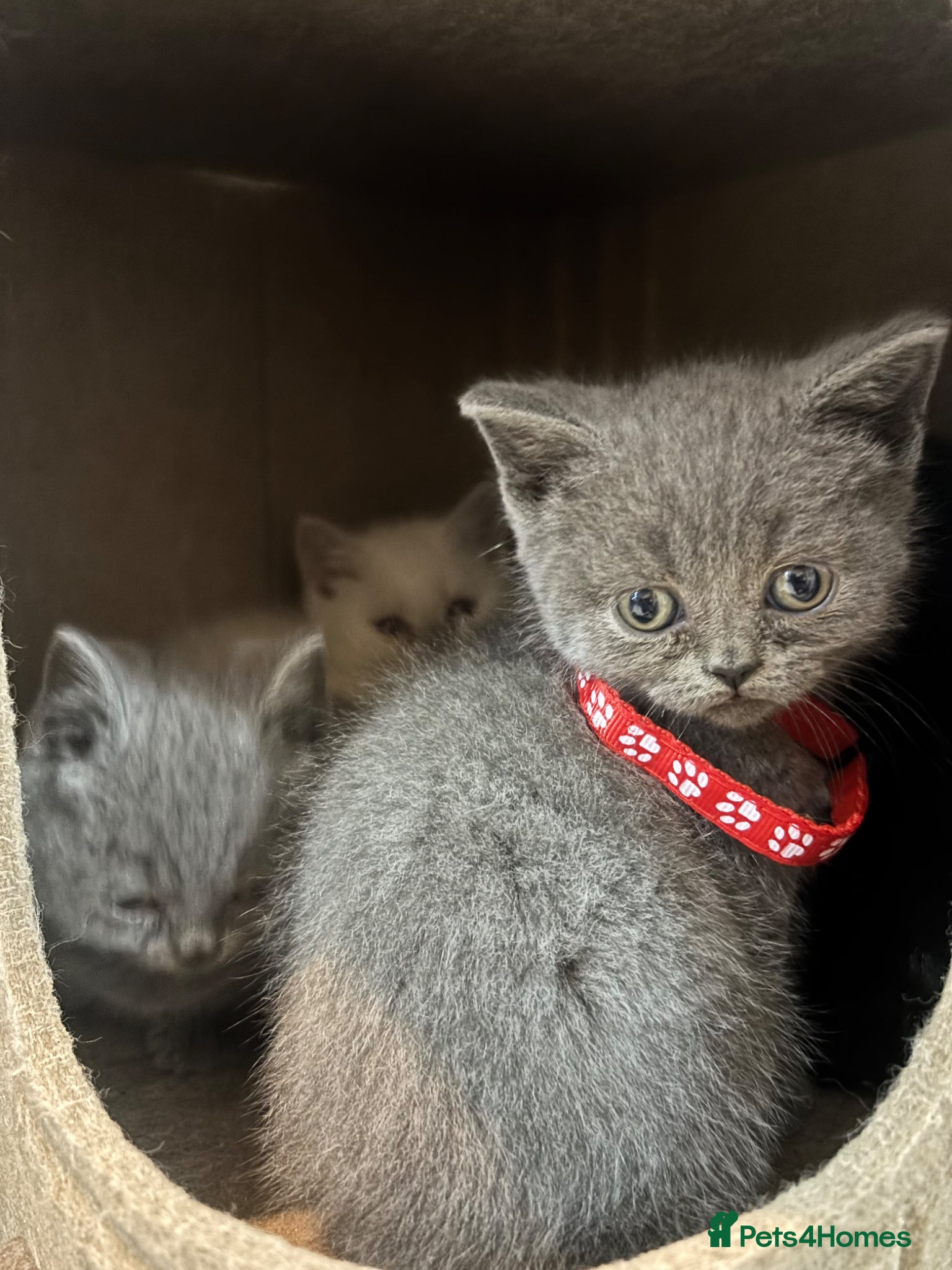 British Shorthair cats Stunning kittens For Sale; very friendly and cute! - Advert 2
