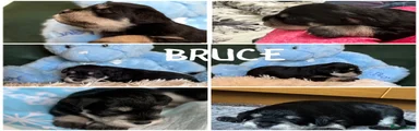 Bruce