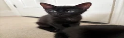 Mixed Breed cats for sale: Half Savannah kittens  - Advert 6