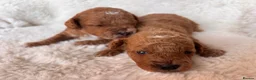 Cavapoo dogs for sale: Gorgeous litter of Cavapoo puppies  in King's Lynn - Advert 33
