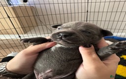 Staffordshire Bull Terrier dogs for sale: 🐶 KC Reg Staffordshire Bull Terrier Puppies 🐶 - Image 9