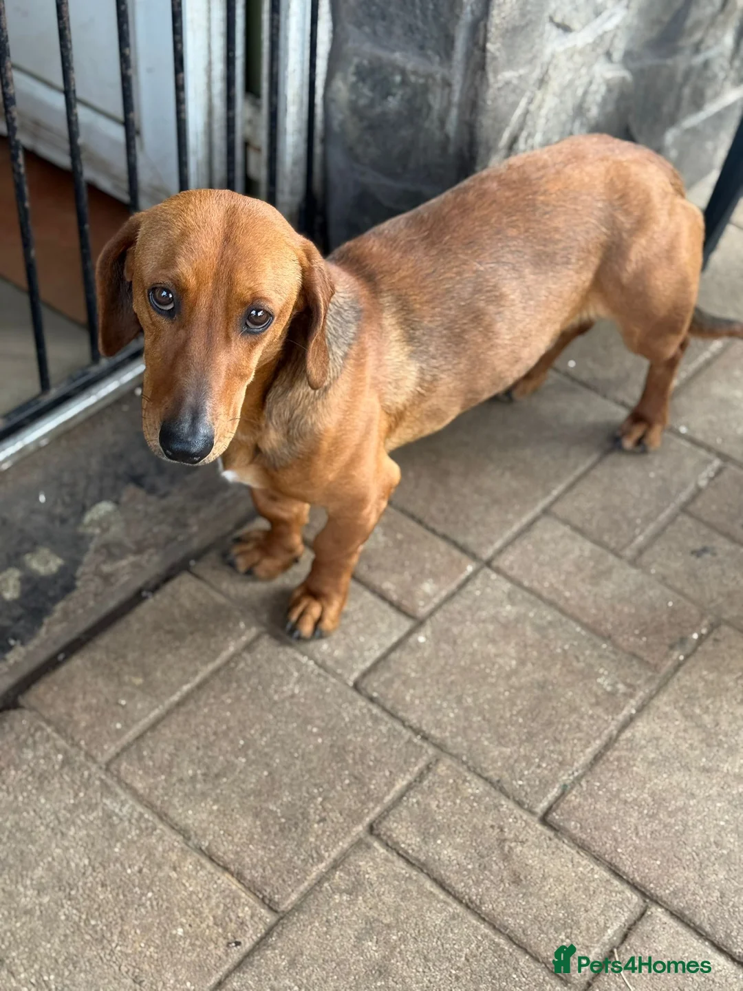 Mixed Breed dogs for adoption: Beautiful Bonzo ready for his new home - Advert 17