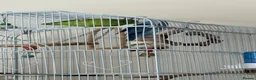 Parrots birds for sale: Pair of Parrotlets in Reading - Advert 5