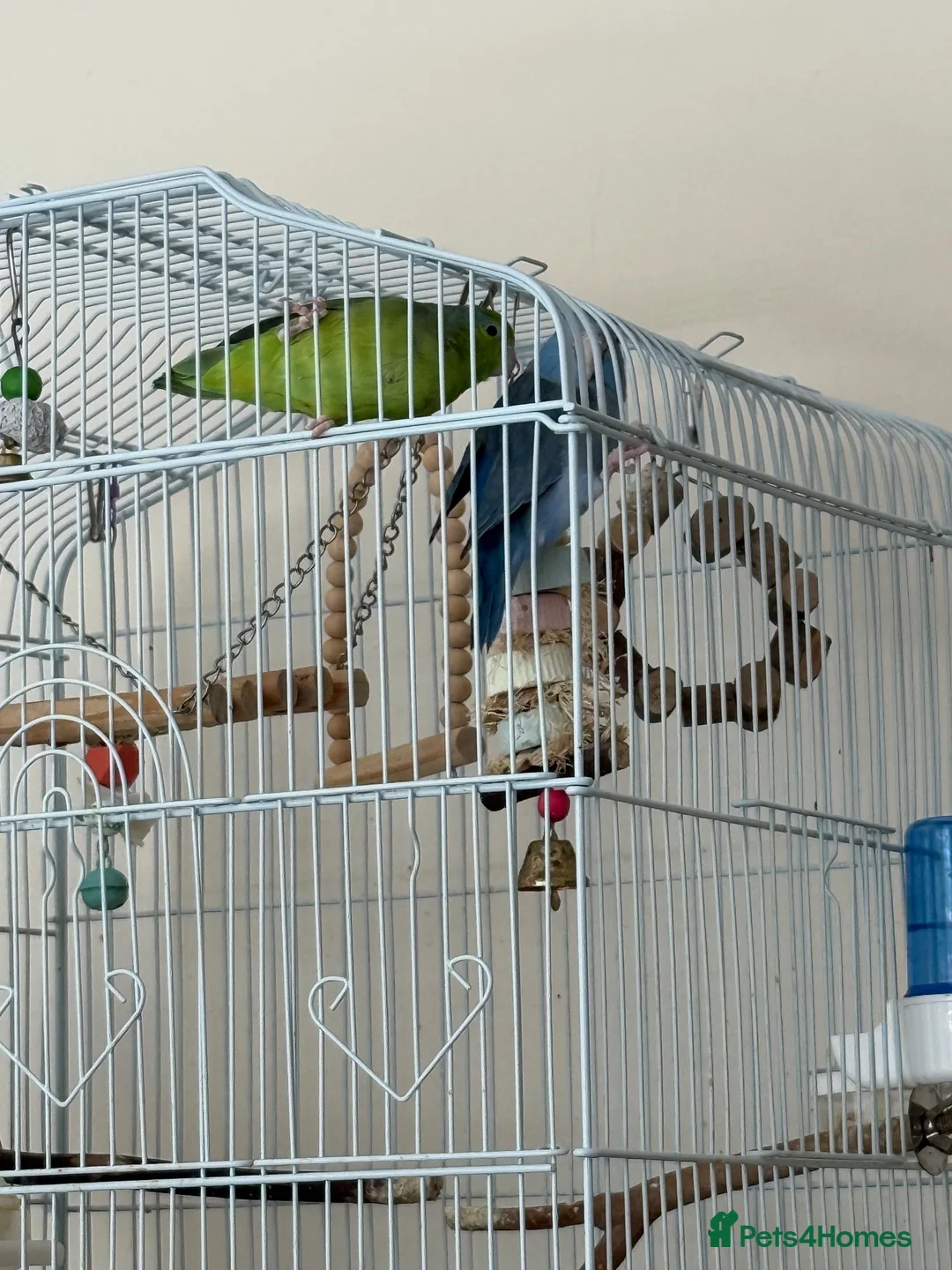 Parrots birds for sale: Pair of Parrotlets in Reading - Advert 5