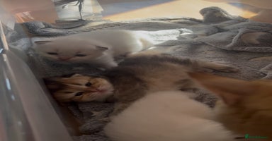 British Longhair cats - Advert 7