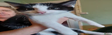 Mixed Breed Kitten 2