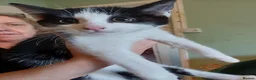 Mixed Breed cats for sale: Kittens for sale in London - Advert 4